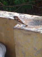 House Sparrow