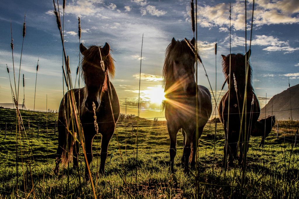 Icelandic Horses