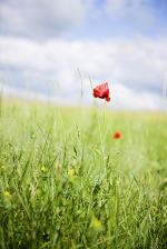 Red Poppy On Meadow