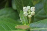 Young Buds
