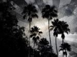 Dark Palm Tree