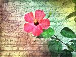 Wall Flower