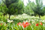 Flowerbed Of Lilies