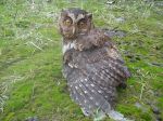 Little Owl