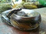 Snake With Durian