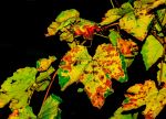 Autumn Leaves Into Winter