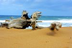 Beach Log
