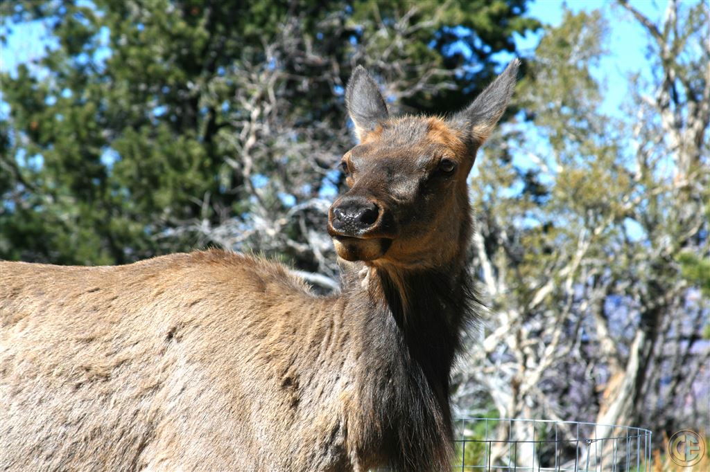 Grand Canyon Wildlife. A Baby Elk.