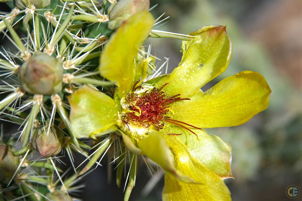 Green Cactus Flower
