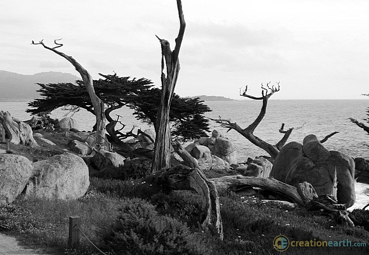Cypress Trees In Monterey