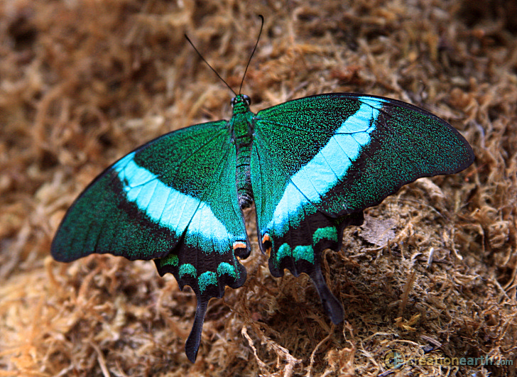 Blue Turquoise Butterfly 