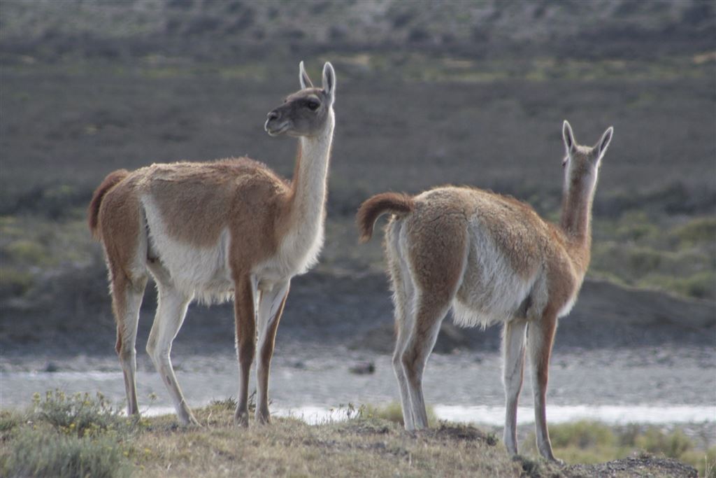 Similar to the Llama is the Torres del Paine guanaco.