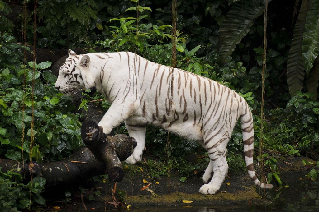 White Tiger at Singapore Zoo