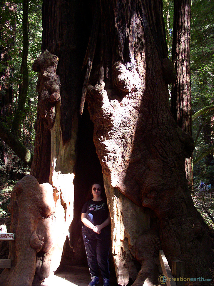 Redwood Perspective Muir Woods