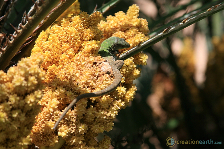 A Little Lizard On A Yellow Flower