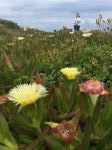 Baleal Flowers 2