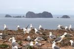 Berlengas Archipelago Seagulls
