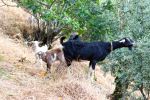 Casal De Sao Simao Goats