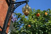 A Sorrento Orange Tree