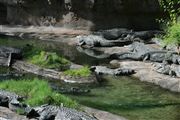 Alligators At Disneys Animal Kingdom