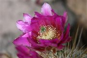 Apache Trail Desert Purple Flower