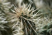Cactus Close Up On The Apache Trail Desert