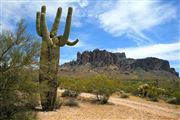 Cactus And Mountain On The Apache Trail Desert