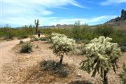 Cactus And Sticker Bushes Apache Trail Desert