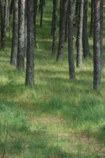 Curonian Spit Trees And Grass