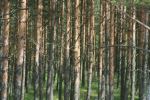 Curonian Spit Trees