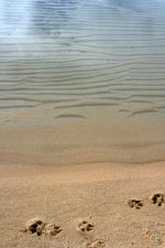 Dog Footprints In Sand