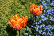 Flowers Of Wallenstein Palace Gardens