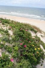 Flowers On The Curonian Spit