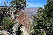 Grand Canyon View With Trees