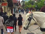 Helen Georgia Horse And Main Street