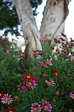 Flowers By The Pacific At Monterey