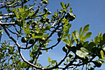 Fig Tree
