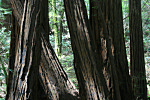 Muir Woods Trees