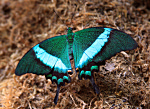 Blue Turquoise Butterfly 
