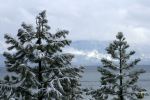 Lake Tahoe And Pine Trees
