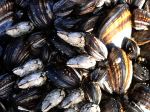 Mussels