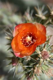 Orange Red Cactus Flower On The Apache Trail