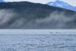 Orcas In The Mist