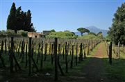 Pompeii Vineyard And Mount Vesuvius