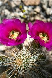 Purple Cactus Flower On The Apache Trail Desert