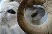 Ram S Eye Of The Yukon Territory