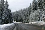 Road And Evergreens After Snow