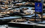Sea Lion On Pier 39