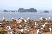 Seagulls Of Berlengas
