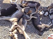 Sled Dogs In Canada S Yukon Territory